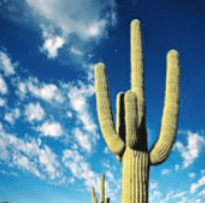 stellar charter school in tucson